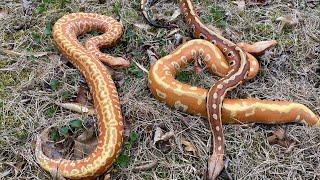 Bonus blood pythons Offspring from my BIG T+ girl.