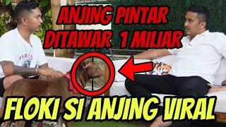 Ngalahin Hachiko Floki si Anjing Pintar Seperti Manusia Kasih Rumah & Mobil Untuk Tuannya