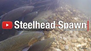 Spawning Steelhead