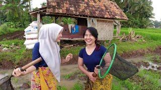 Janda Desa & Gadis Desa Panen ikan di Sawah Seru Banget