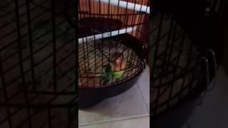 ANAK LOVE BIRD JINAK PINTAR BUKA KANDANG SENDIRI