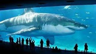 REAL MEGALODON SHARK PROOFEVIDENCE 2015 WORLDS BIGGESTLARGEST SHARK