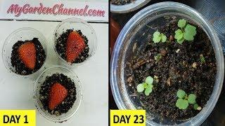 How To Grow Strawberries from Seed  Fast and Easy Method