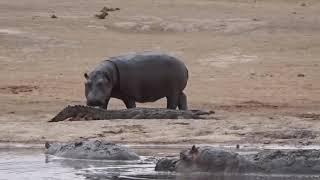 Hippo Attack Crocodile  Hippo vs Crocodile Real Fight -  Wild Animal Attack