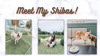 Meet Mochi and Mattis - Shiba Inus