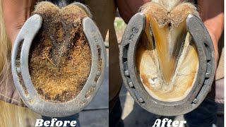 Farrier-Hoof Restoration-Satisfying