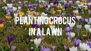 How to plant Crocus in a lawn quickly and easily  Tutorial  Crocus Botanical Mix  Planting bulbs