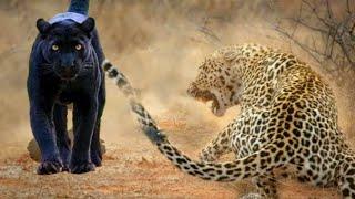 LEOPARDO vs PANTERA NEGRA - LEOPARDO DÁ DE CARAS COM LEOPARDO-NEGRO