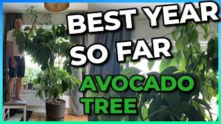 My HUGE Indoor Avocado Tree. It Hit the Ceiling