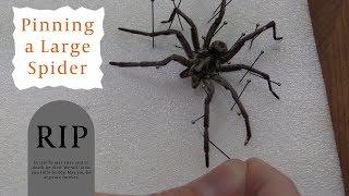 Pinning a Large Spider
