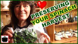 How To Freeze And Store Spinach  Preserving Your Spinach Harvest 