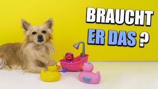 Mach dich nicht verrückt  Was Hundehalter wirklich brauchen & die Umwelt schont