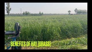 What is hay grass? Alfaalfa  lusan grass  Chahal dairy farm