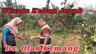 Wisata kebun jeruk di desa olak kemang