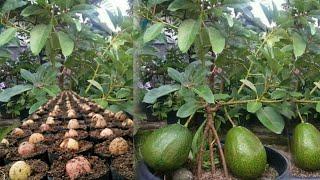 HOW TO GROW AVOCODO SEEDS CORRECTLY AND QUICKLYtreeavocado treesplantAVOCADO seed grooming avo