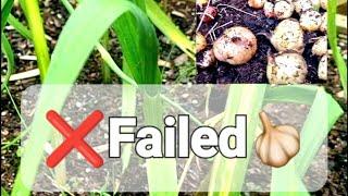 The struggles. Failed garlic growth. Mid-July 2024