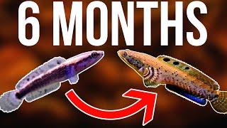 6 Months of Growth Ornate Snakehead Channa Ornatipinnis