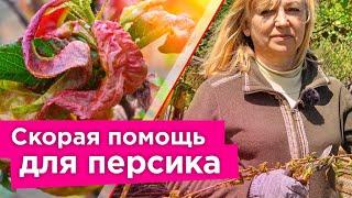 НА ПЕРСИКЕ КУРЧАВОСТЬ ЛИСТЬЕВ И КАМЕДЕТЕЧЕНИЕ? Вот как можно еще спасти дерево