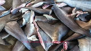 Mini Documental The Truth Behind Shark Finning Industry #savesharks