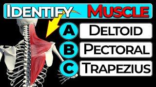 Human Anatomy Quiz Test Your Knowledge Muscle Groups
