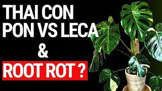 Best Medium for Thai Constellations – Leca or Pon? Is Your Thai Prone to Root Rot?