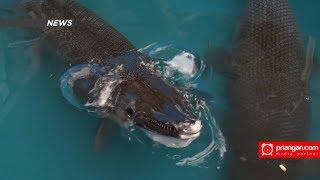 IKAN ALIGATOR ASAL SUNGAI AMAZON “SERANG” SISWA CIAMIS  PRIANGAN.COM