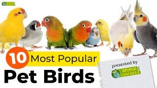 Top 10 Most Popular Pet Bird Breeds ️