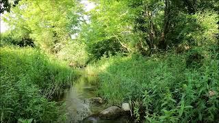 The peaceful sound of the cute little creek.. Calming nature forest bird and water sounds..