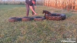 2 months old dutch shepherd puppy on very first training