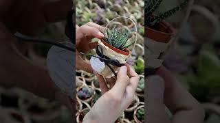 Wedding Souvenir and Door Gift Fresh Succulent Plant