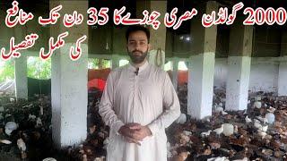 Golden misri hen farming in Pakistan  2000 hen complete profit detail  Poultry farm business plan
