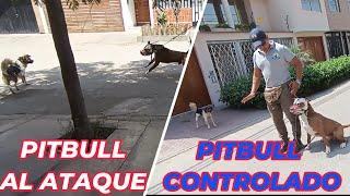 COMO LLEGAR A CONTROLAR A TU PITBULL QUE SALE TODO AGRESIVO A QUERER ATACAR A PERROS DE LA CALLE