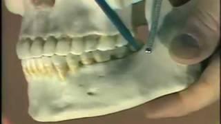 Dental Anatomy Introduction