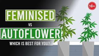 Auto-Flowering vs Feminised Which is best for you?