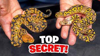 We kept THESE a SECRET... First Time showing these snakes