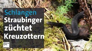 Giftige Leidenschaft Straubinger hält 40 Kreuzottern im Garten  Abendschau  BR24