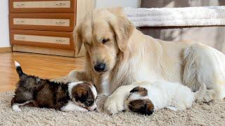 Golden Retriever is Shocked by the Behavior of Baby Puppies So Funny