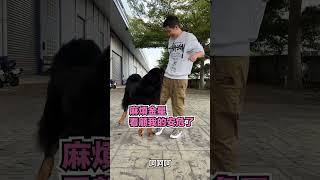 被三隻獒犬包圍️ #shorts