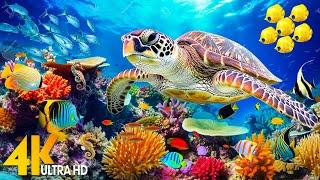 Under Red Sea 4K - Beautiful Coral Reef Fish Relaxing Sleep Meditation Music - 4K Video UHD #2