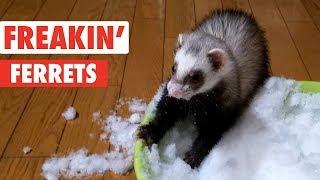 Freakin Ferrets  Funny Pet Video Compilation