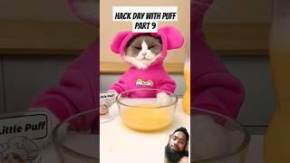 Hack day with Puff part 9 #thelittlepuff #funnycats #whatshouldpuffdo #puffpuff #catsofyoutube