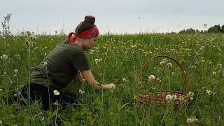 Сбор Земляники в деревне. Что готовят из земляники?