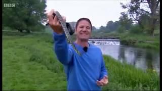 Grass Snakes on Springwatch 2018