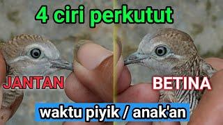 cara membedakan perkutut jantan betina  dari anakanpiyik 