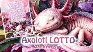 Axolotl Lotto - Ziehung 5