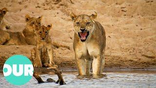 Lion Country Cubs of Two Prides Fight for Survival  Our World