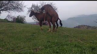 Horse video горный лошадь Таджикистан