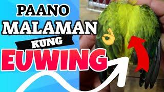 How To Know EUWING Lovebird Mutation - Features & Characteristics of Euwing African Love Birds