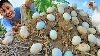 FINALLY How to Start Duck Farming MY DUCKS LAID EGGS We Built the Cheapest & Easiest Duck House