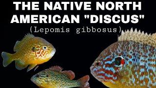 The Colorful Native US Fish That Acts Like a Cichlid A Guide To Pumpkinseed Fish. Lepomis gibbosus